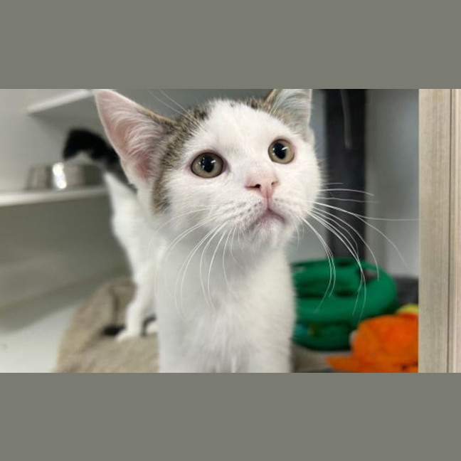 Photo of Marbles