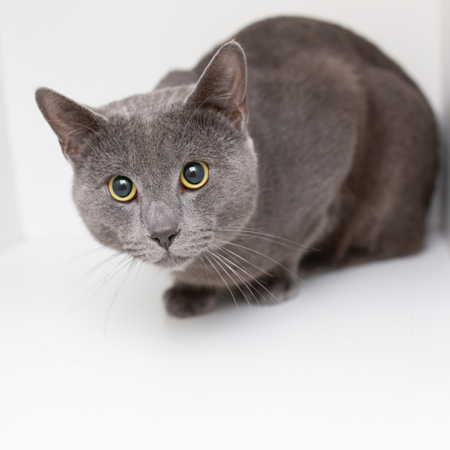 Photo of Head Honcho