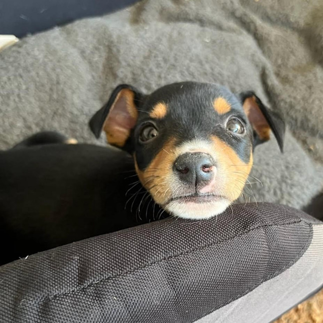Photo of Cookie