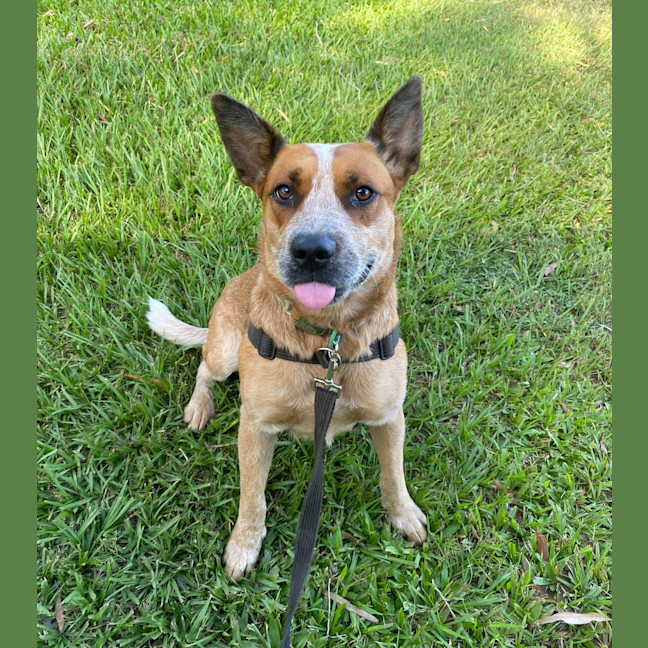 Photo of Pepsi