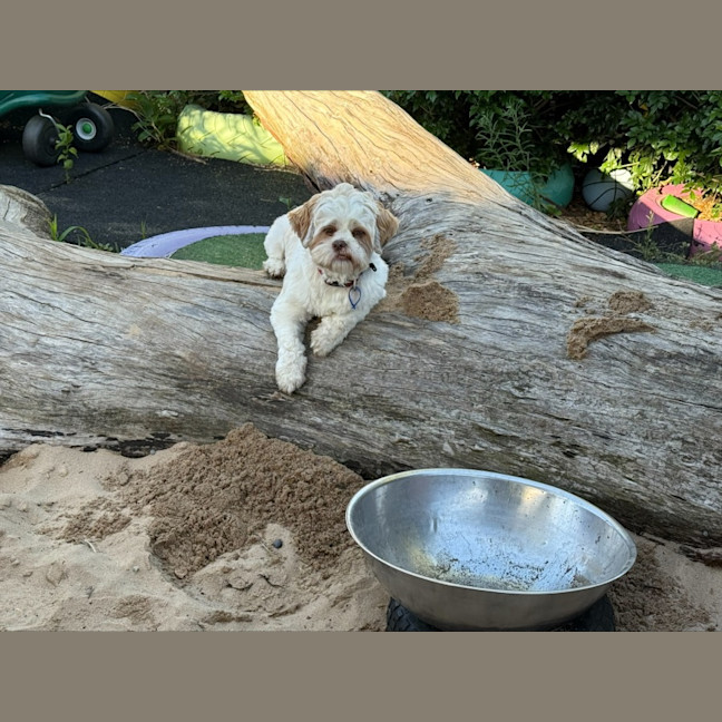 Photo of Brandy   1 Year Old Shih Tzu X