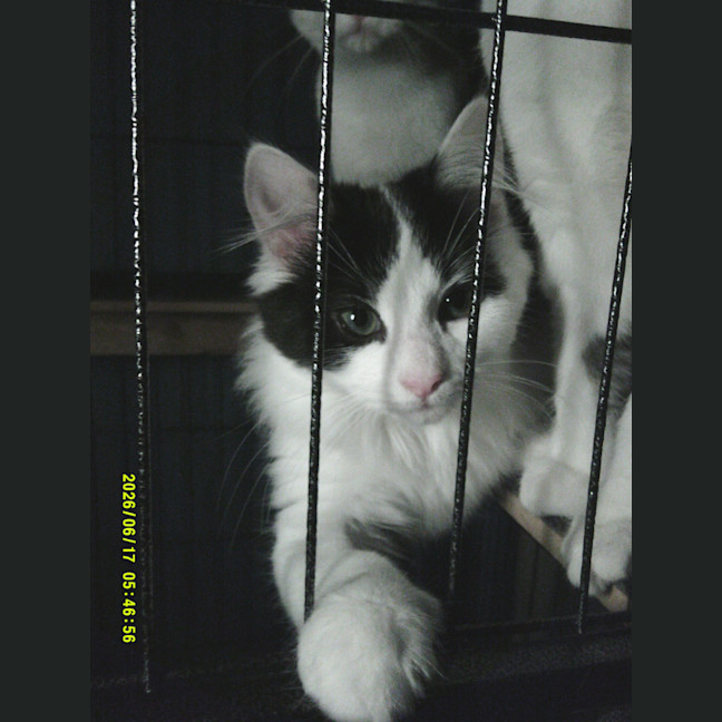 Photo of Munchkin Barclay