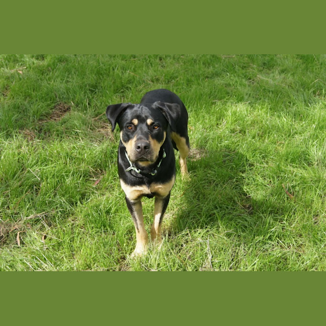 Photo of Jax 