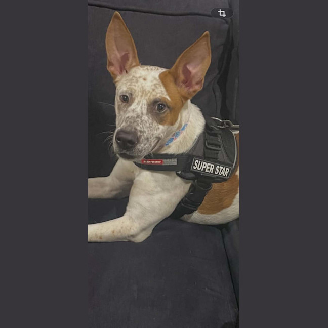 Photo of Poppy