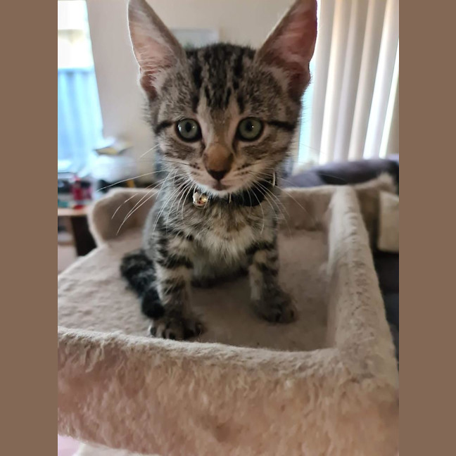 Photo of Tilly (Was Petal)