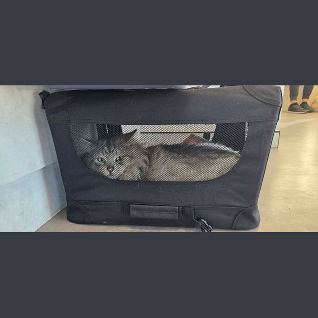 Photo of Floofy