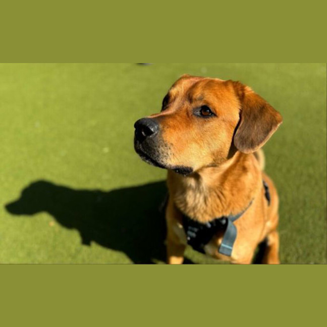 Photo of Clifford