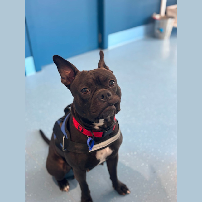 Photo of Letti   2 Year Old Boston Terrier X Staffy