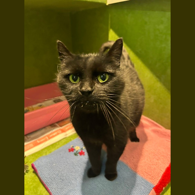Photo of Boo