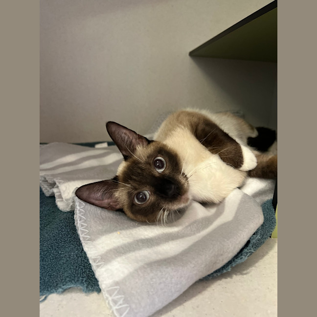Photo of Sapphire (Saffy)