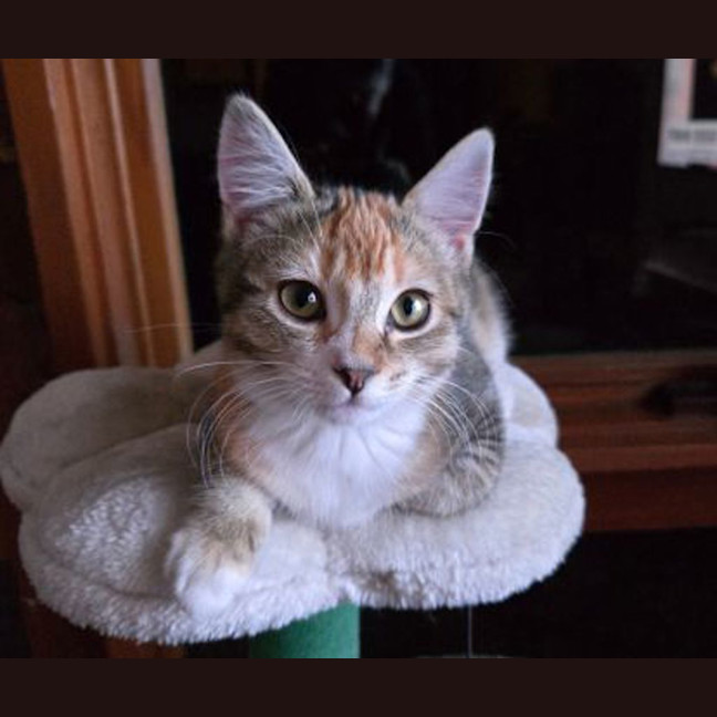 Photo of Luna