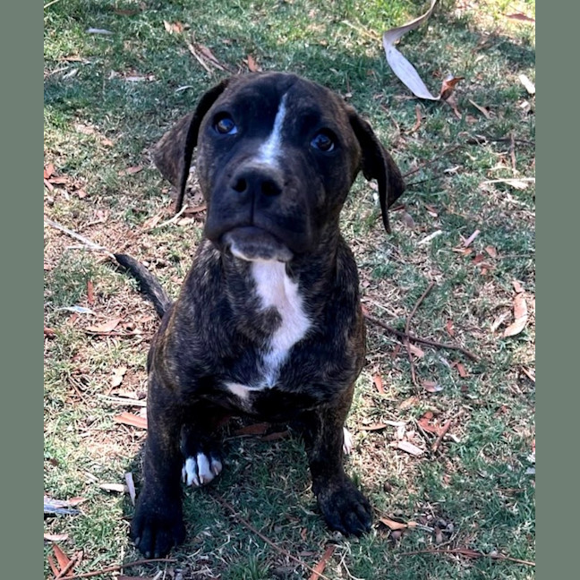 Photo of Banjo