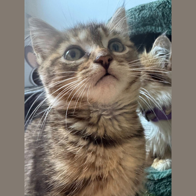 Photo of Tiger 🐯