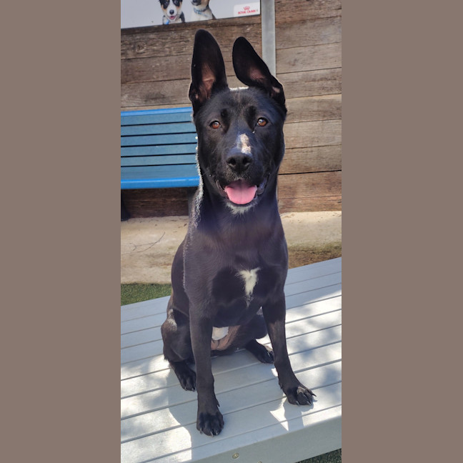 Photo of Nova