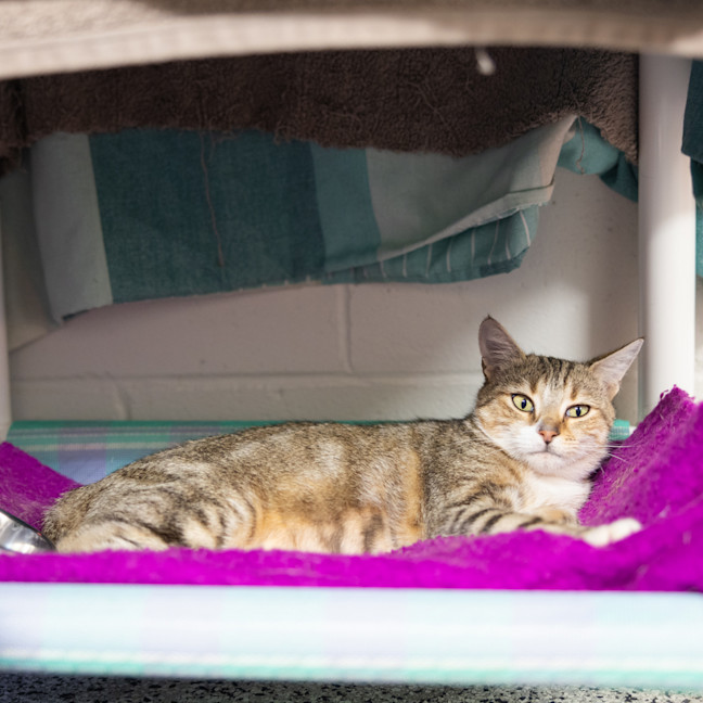 Photo of Mumma Muffin