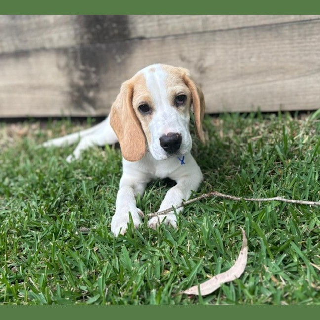 Photo of Henry B   3 Month Old Beagle