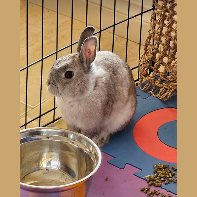 Photo of Jon Snow Jr And Robb Stark