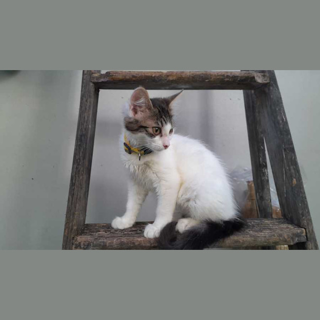 Photo of Poppy