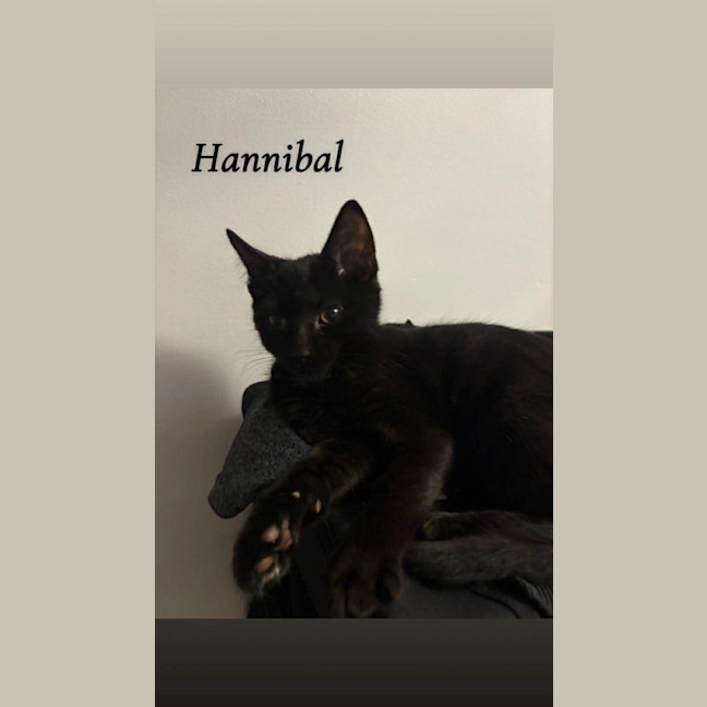 Photo of Hannibal