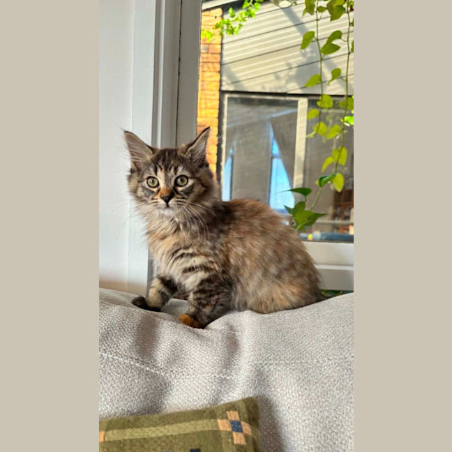 Photo of Rhea