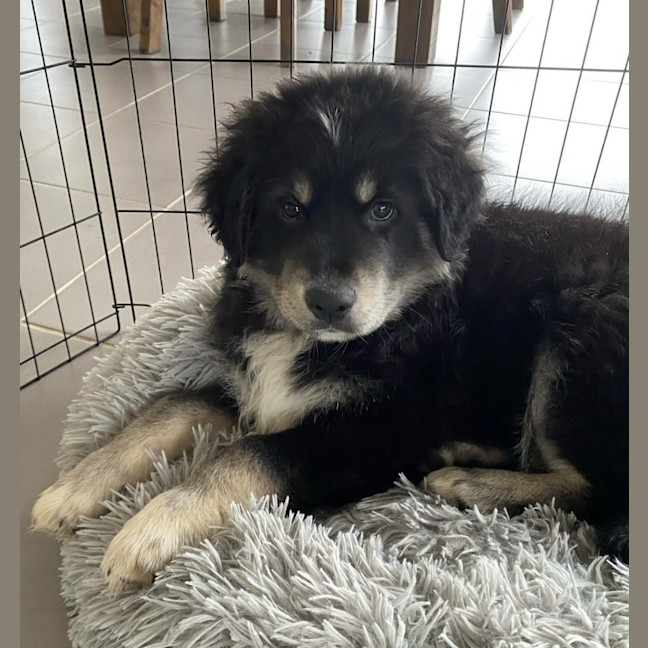 Photo of Woody (64409)