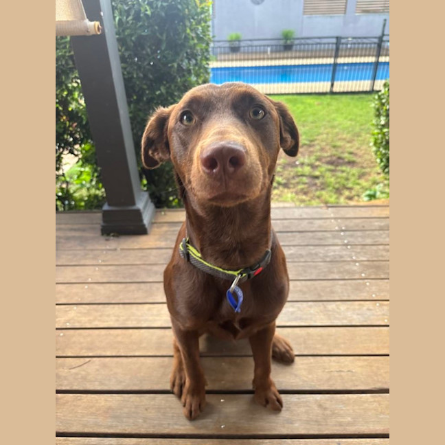 Photo of Bear   1 Year Old Labrador X Kelpie 