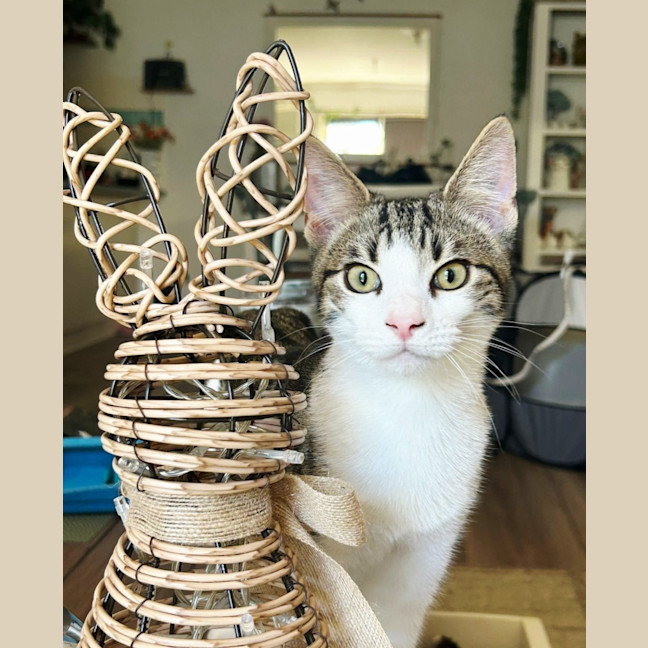 Photo of Tink