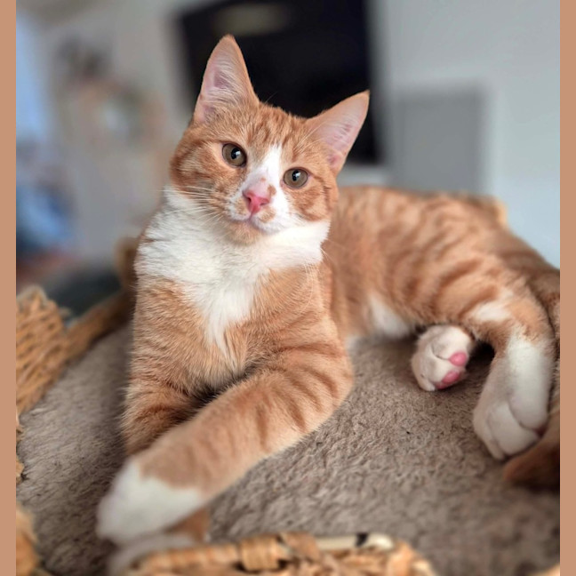 Photo of Dippy