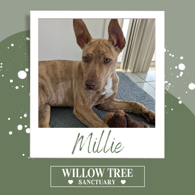 Photo of Millie