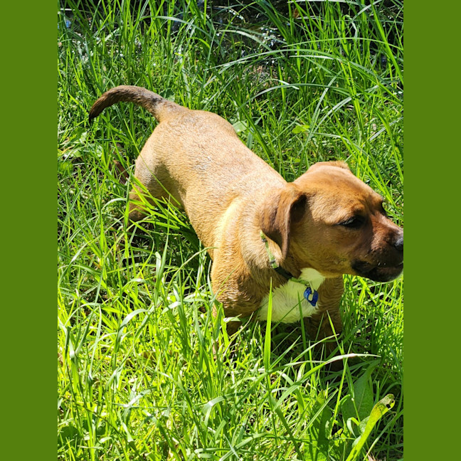 Photo of Valkyrie   6 Month Old Staffy X