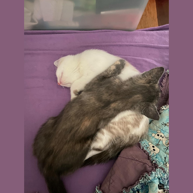 Photo of Summer And Rain 