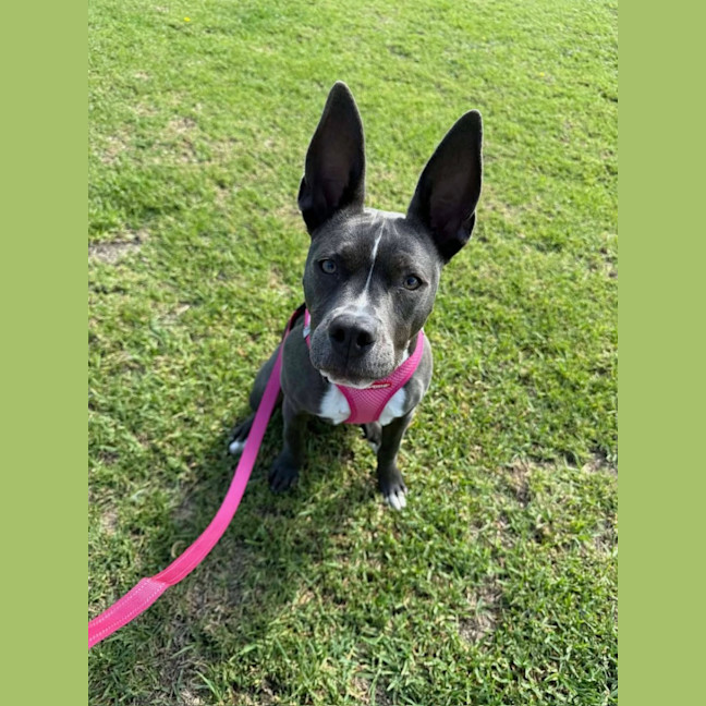 Photo of Luna