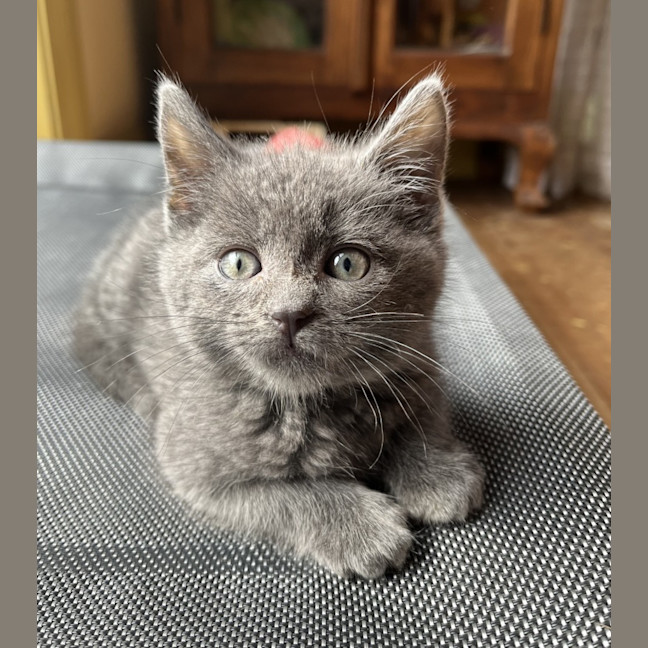 Photo of Yoshi