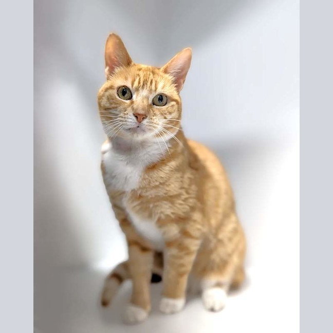 Photo of Goldie