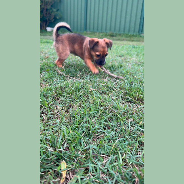 Photo of Meenie