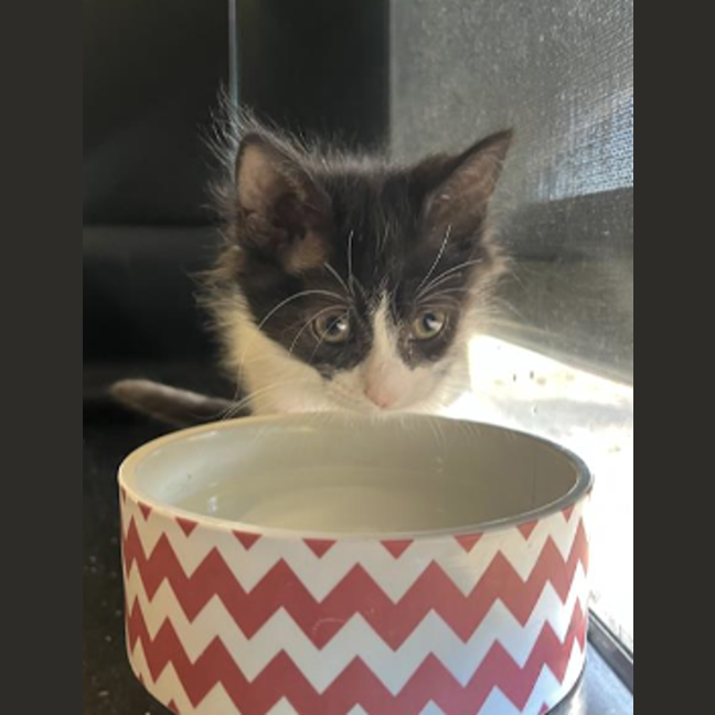 Photo of Luther Sickel