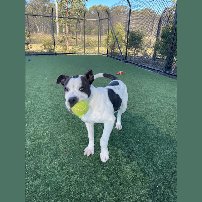 Photo of Iggle Piggle Imp 1690