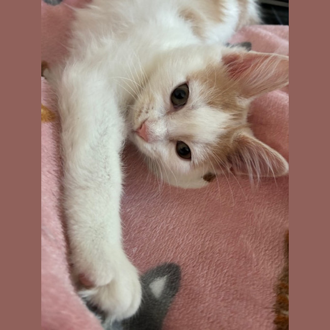 Photo of Mochi