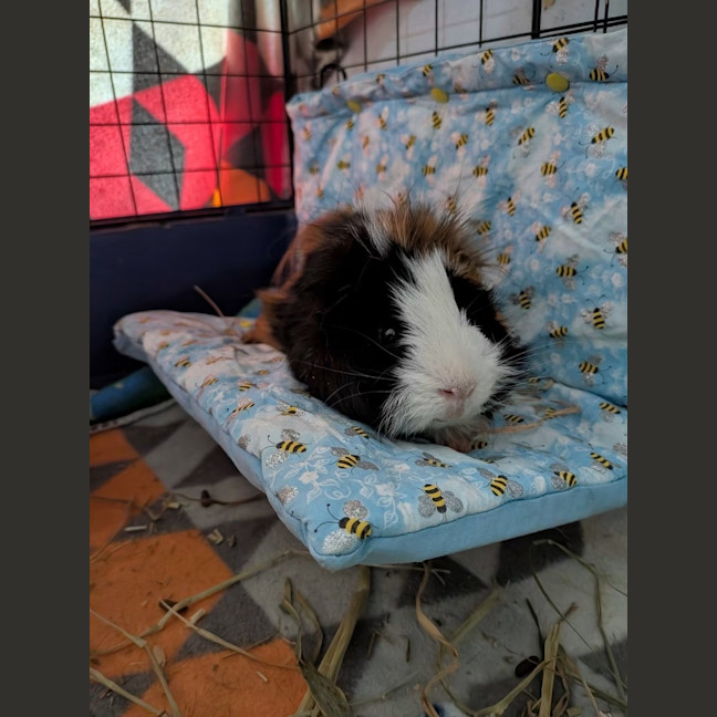 Photo of Junior
