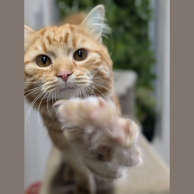 Photo of 🎃 Jonesy 6455 🎃