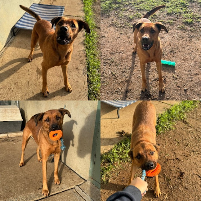 Photo of Scooby