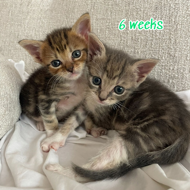 Photo of Posey And Darcy