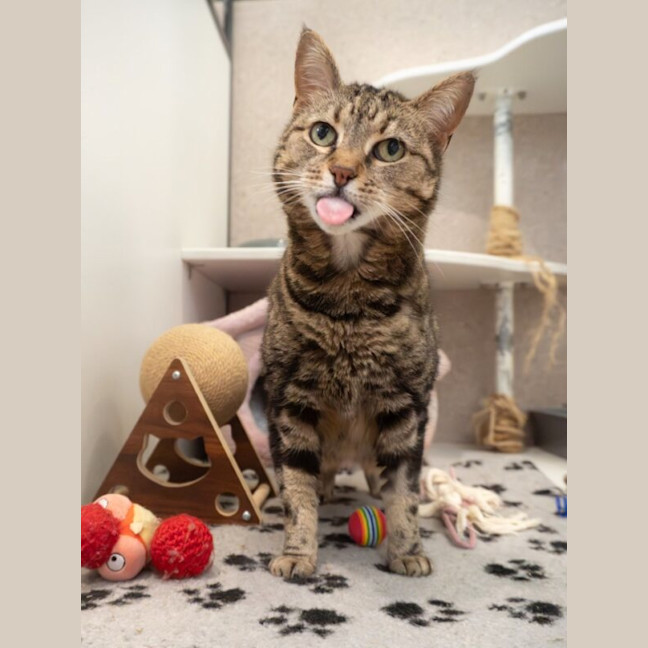 Photo of Slinky