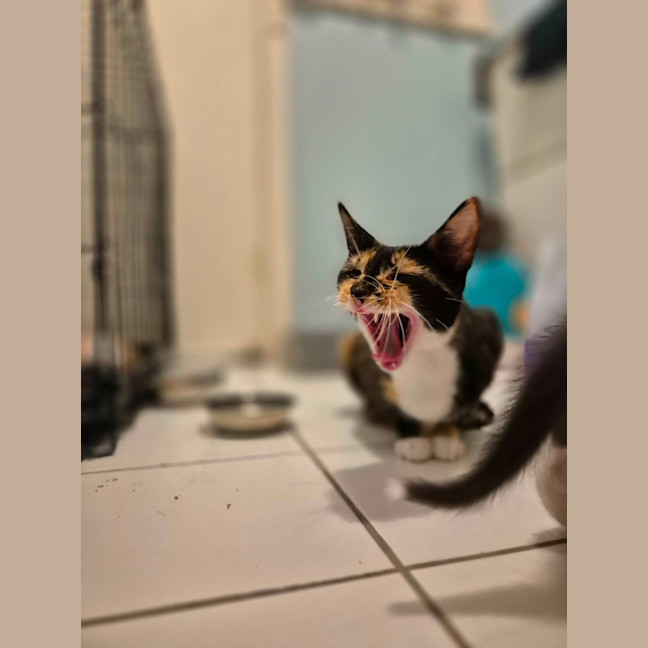 Photo of 🤎 Nutmeg 🤎