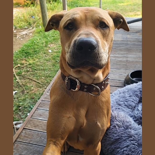 Photo of Teddy