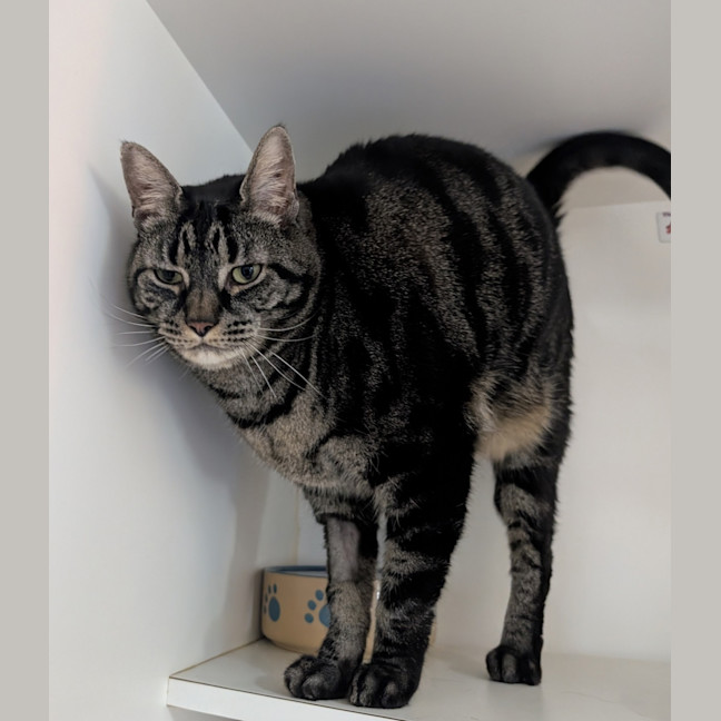 Photo of Piper