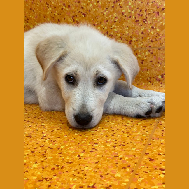 Photo of Blu