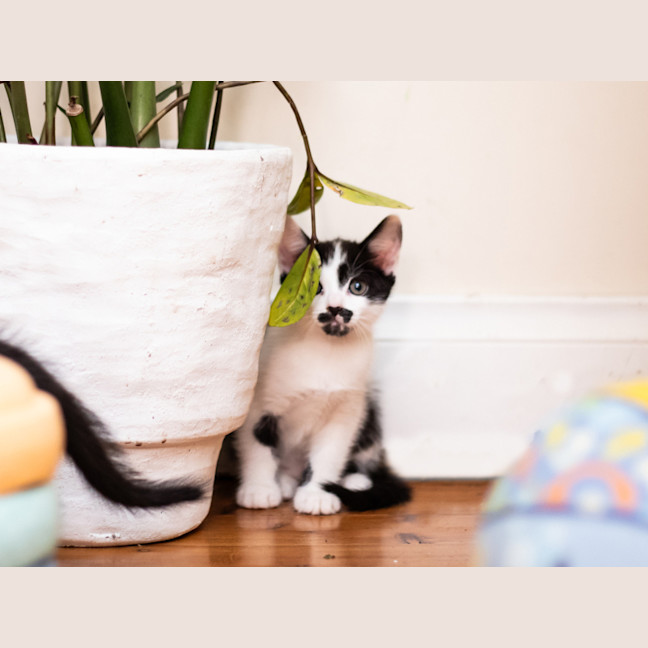 Photo of Smudge