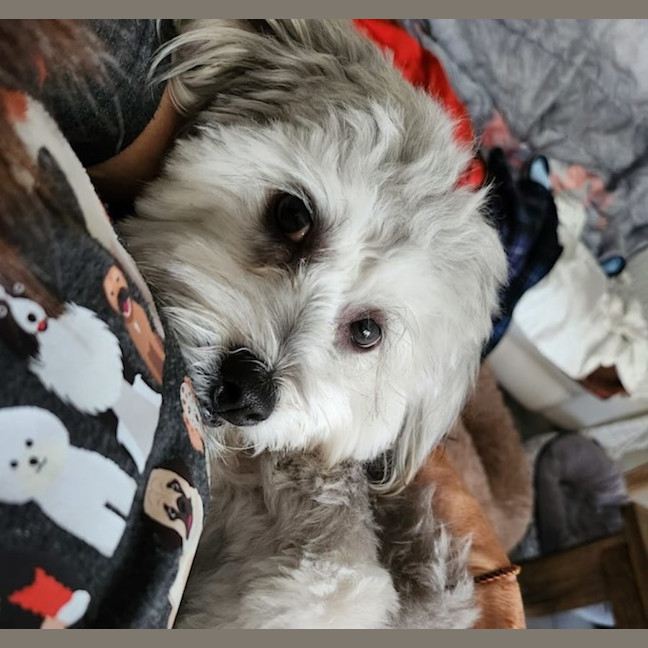 Photo of Archie