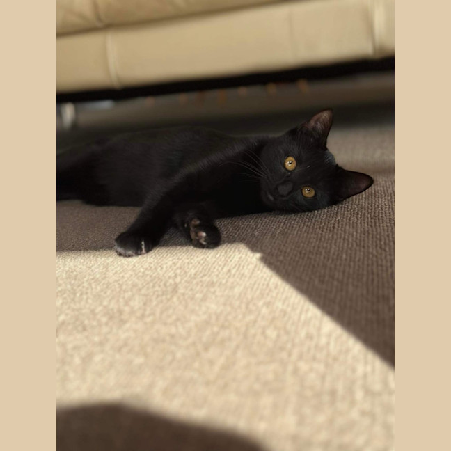 Photo of Stormie 🖤